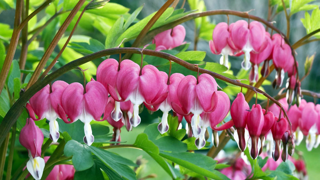 Обои картинки фото цветы, дицентра , разбитое сердце, разбитое, сердце