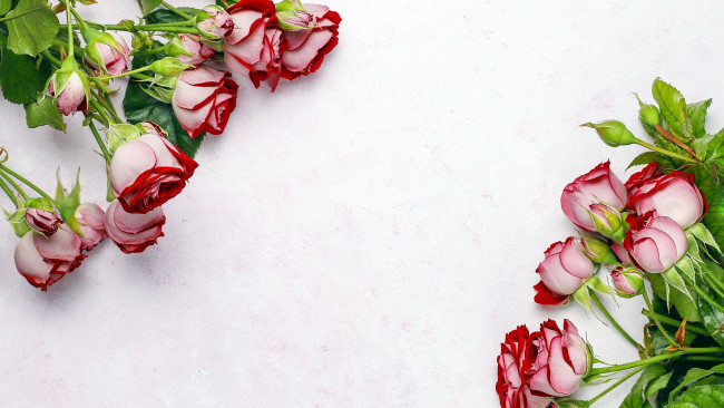 Обои картинки фото цветы, розы, бутоны