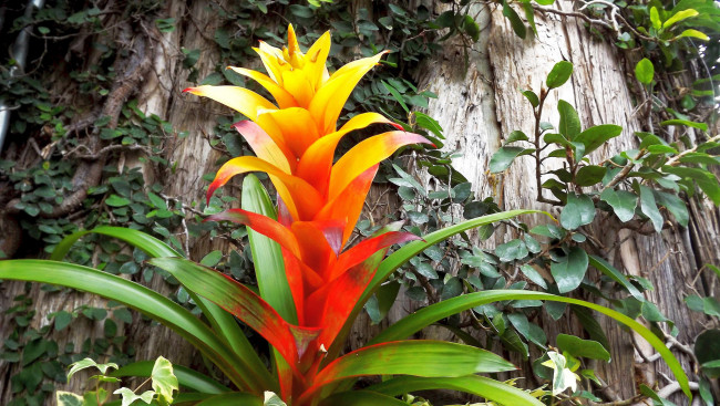 Обои картинки фото цветы, экзотика