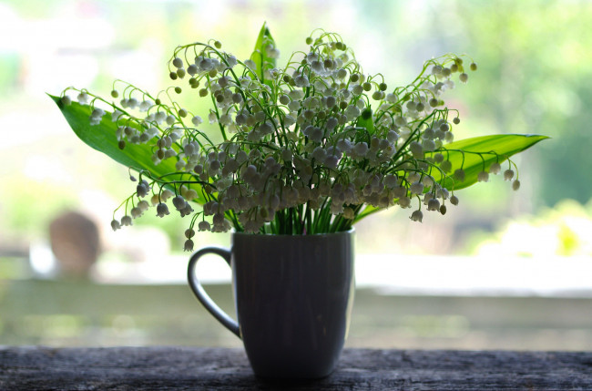 Обои картинки фото цветы, ландыши, белый