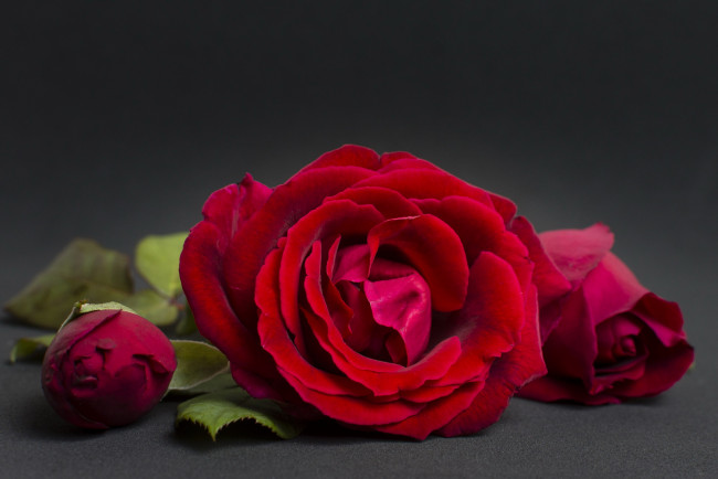 Обои картинки фото цветы, розы, бордо