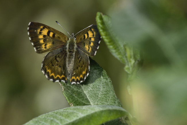 Обои картинки фото животные, бабочки,  мотыльки,  моли, martin, dollenkamp