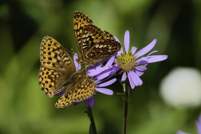 Обои картинки фото животные, бабочки,  мотыльки,  моли, martin, dollenkamp