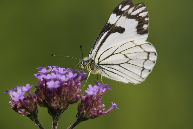 Обои картинки фото животные, бабочки,  мотыльки,  моли, martin, dollenkamp
