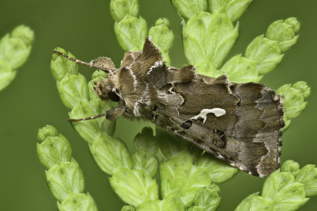 Обои картинки фото животные, бабочки,  мотыльки,  моли, martin, dollenkamp