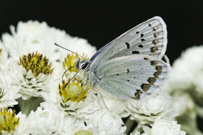 Обои картинки фото животные, бабочки,  мотыльки,  моли, martin, dollenkamp