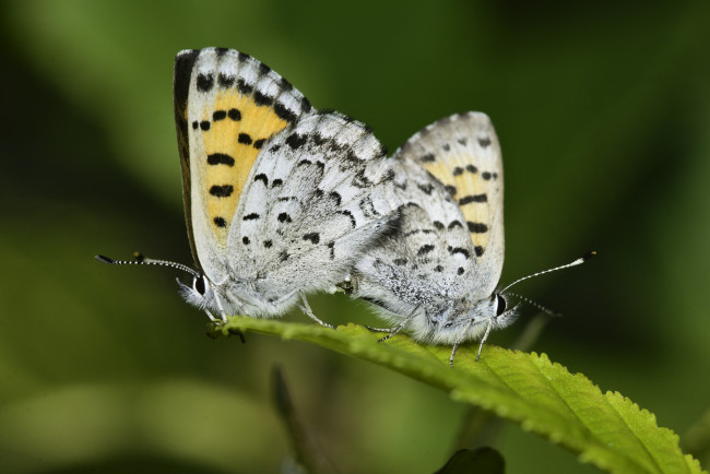 Обои картинки фото животные, бабочки,  мотыльки,  моли, martin, dollenkamp
