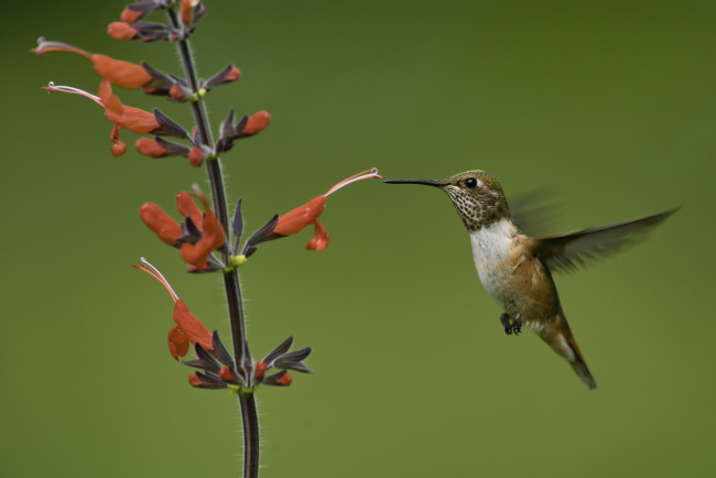 Обои картинки фото животные, колибри, martin, dollenkamp