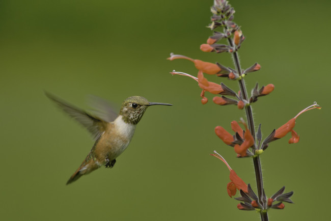 Обои картинки фото животные, колибри, martin, dollenkamp