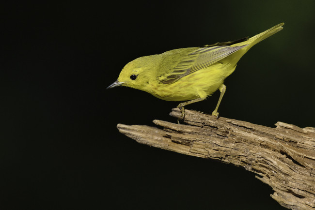 Обои картинки фото животные, птицы, martin, dollenkamp