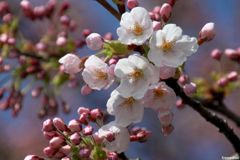 Картинка цветы сакура +вишня вишня