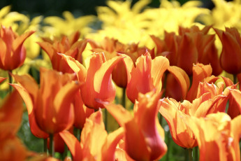 Картинка цветы тюльпаны