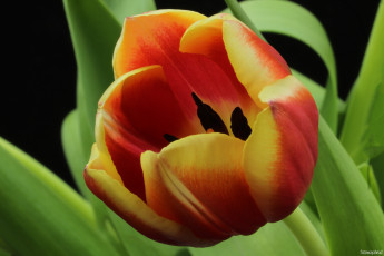 Картинка цветы тюльпаны тюльпан
