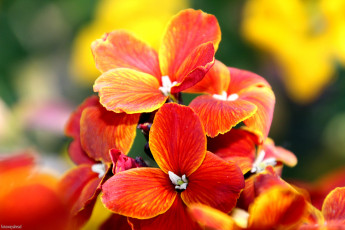 Картинка лакфиоль+ хейрантус цветы рыжие