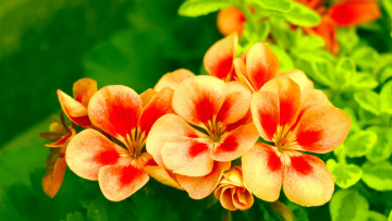 обоя цветы, герань