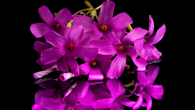 Обои картинки фото цветы, мальвы, мальва