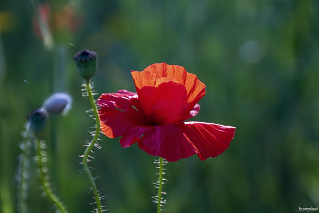 Обои картинки фото цветы, маки, мак