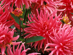 Картинка цветы георгины