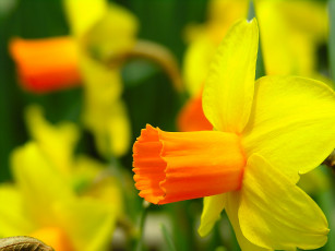 Картинка цветы нарциссы