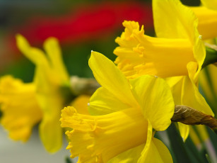 Картинка цветы нарциссы