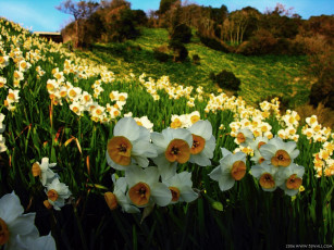 Картинка цветы нарциссы