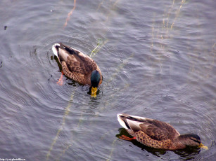 Картинка утки пруду животные