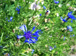 обоя васильки, цветы