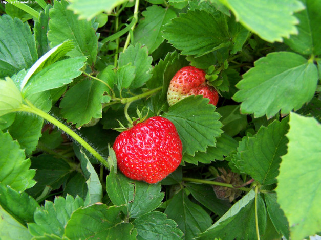 Обои картинки фото 