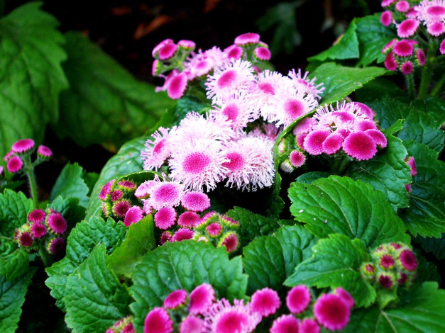 Обои картинки фото цветы, агератум