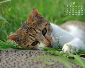 Картинка календари животные