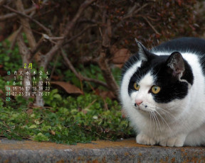 обоя календари, животные