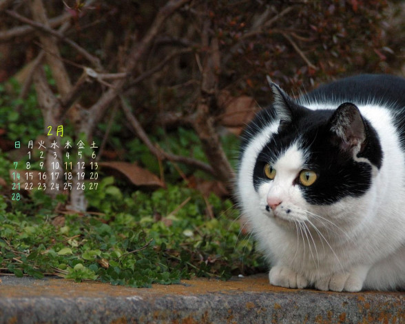 Обои картинки фото календари, животные