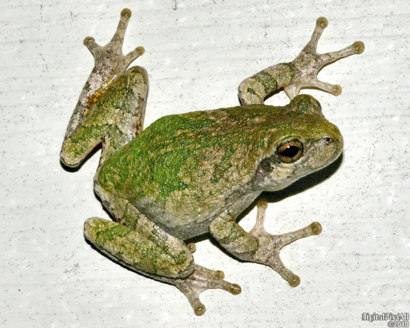 Обои картинки фото животные, лягушки
