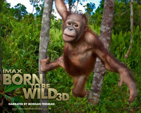 обоя born, to, be, wild, кино, фильмы