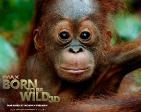 Картинка born to be wild кино фильмы