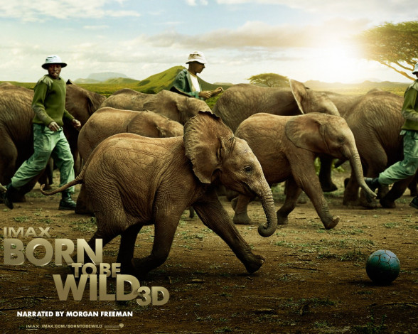 Обои картинки фото born, to, be, wild, кино, фильмы