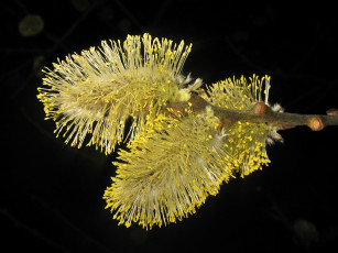 Картинка цветы цветущие деревья кустарники желтый