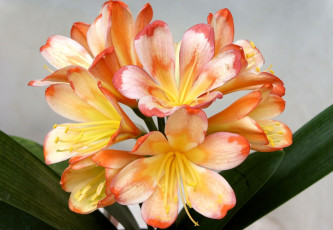 Картинка цветы кливия желтый