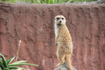 Картинка животные сурикаты взгляд