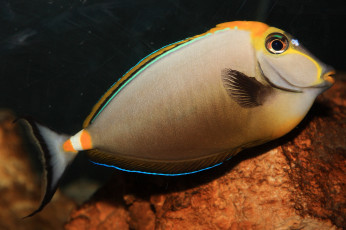 Картинка животные рыбы глаз плоский