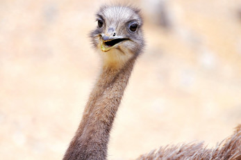 Картинка животные страусы голова шея страус