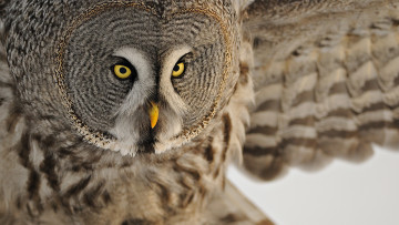 Картинка животные совы голова птица сова летит бородатая неясыть great grey owl lapland
