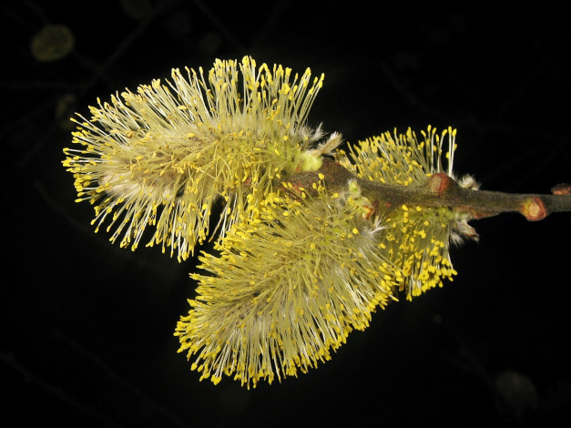 Обои картинки фото цветы, цветущие, деревья, кустарники, желтый