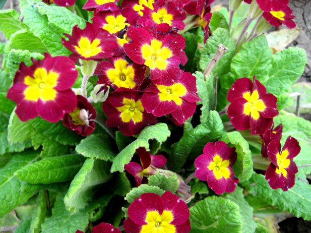 Обои картинки фото цветы, примулы, листья