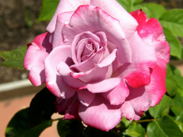 Обои картинки фото цветы, розы, роза