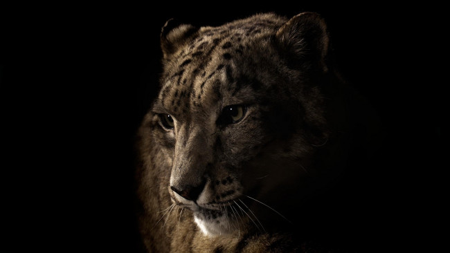 Обои картинки фото животные, снежный, барс, ирбис, кошка, темный, фон