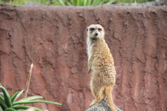 Обои картинки фото животные, сурикаты, взгляд