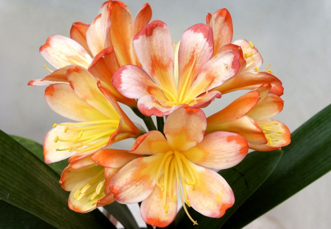 Обои картинки фото цветы, кливия, желтый