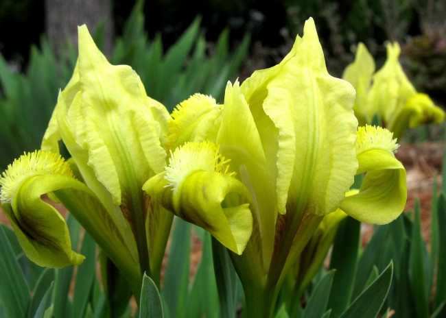 Обои картинки фото цветы, ирисы, желтый, лепестки