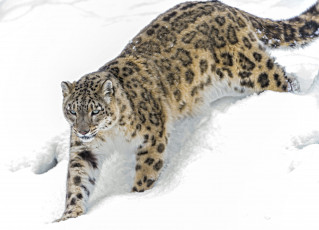 обоя животные, снежный, барс, ирбис, снег